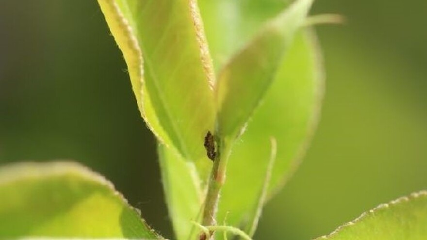 Kruškina buha: Pet generacija godišnje, kemijska zaštita otežana