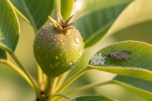 Bayer voćarski dnevnik No. 6 - obavijest proizvođačima kruške