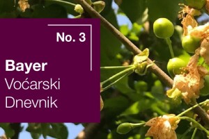 Bayer voćarski dnevnik No. 3 - obavijest proizvođačima trešnje i višnje
