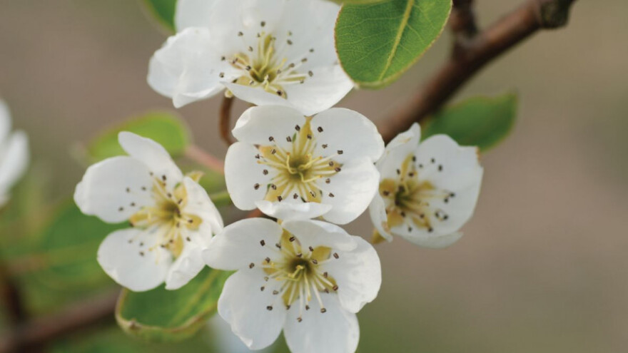 Suzbijte kruškinu buhu – najznačajnijeg štetnika u proizvodnji kruške!