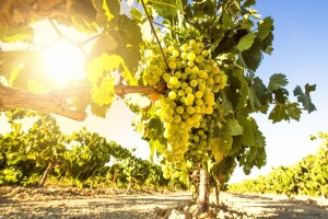 Bayer savjeti za vinogradare 27.6.-3.7.2016.