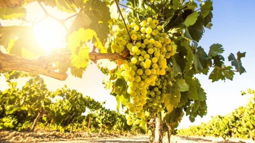 Bayer savjeti za vinogradare 27.6.-3.7.2016.