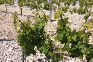 Bayer savjeti za vinogradare 08.-14.05.2017.