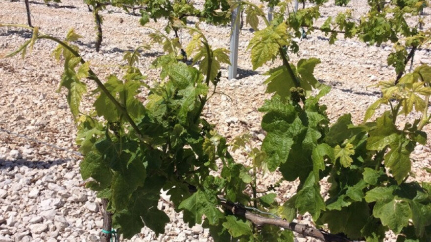 Bayer savjeti za vinogradare 08.-14.05.2017.