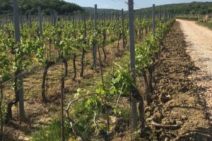 Bayer savjeti za vinogradare 06.05.-13.05.2018.