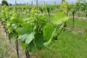 Bayer savjeti za vinogradare 14.05.-21.05.2018.