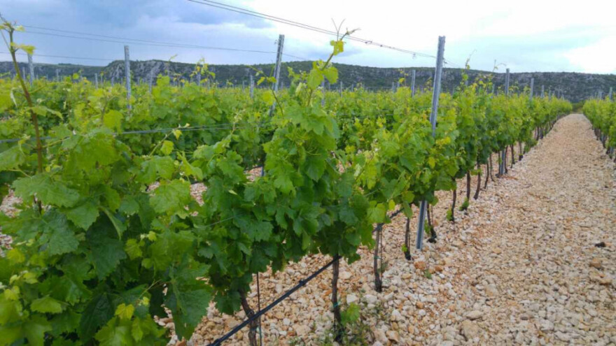 Bayer savjeti za vinogradare 29.5.-5.6.2017.