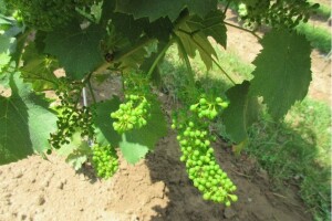 Bayer savjeti za vinogradare 11.06.-18.06.2018.