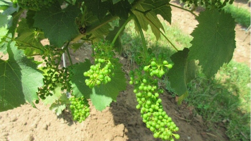 Bayer savjeti za vinogradare 11.06.-18.06.2018.