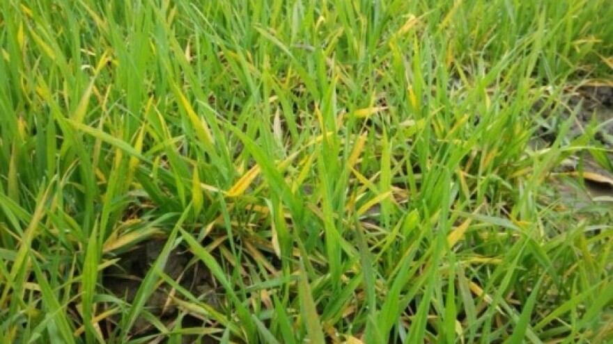 Kada i kako obaviti zaštitu od smeđe pjegavosti?