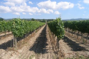 Bayer savjeti za vinogradare 21.-27.07.2014.