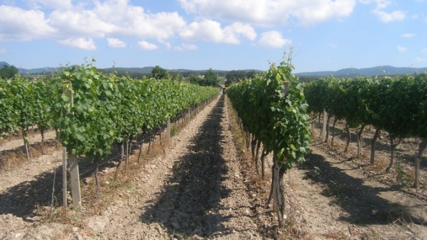 Bayer savjeti za vinogradare 21.-27.07.2014.