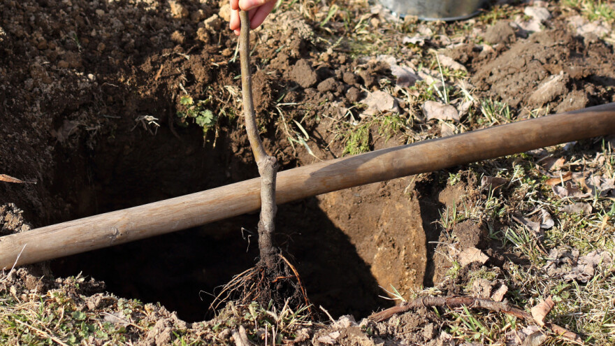 Koje su prednosti jesenje sadnje voćnih sadnica?