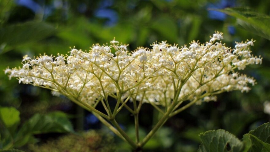 Pohana bazga kao prirodna poslastica
