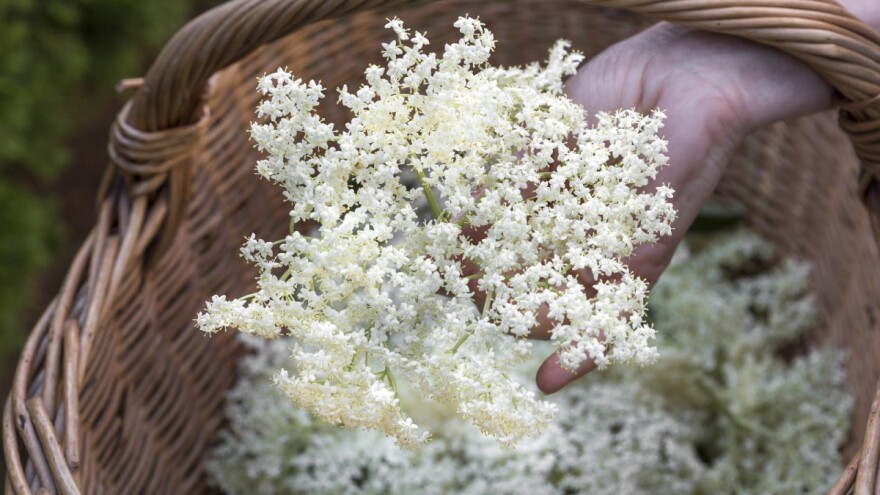 Osječani probali tortu od bazge kakva će se služiti i na kraljevskom vjenčanju