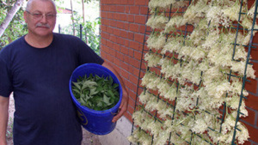 Hrana i lijek od samoniklog bilja