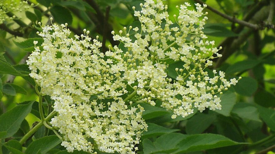 Uzgoj bazge na ekološki način