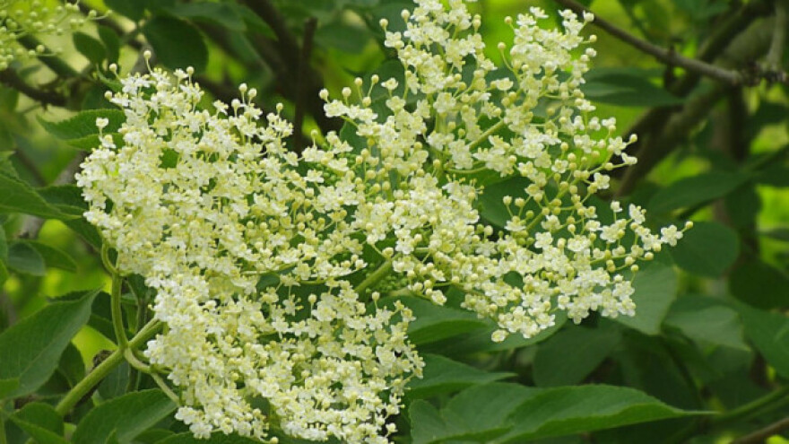 Uzgoj zove na ekološki način