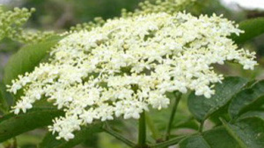 Vratili su u modu sok od bazge i pritom zaradili