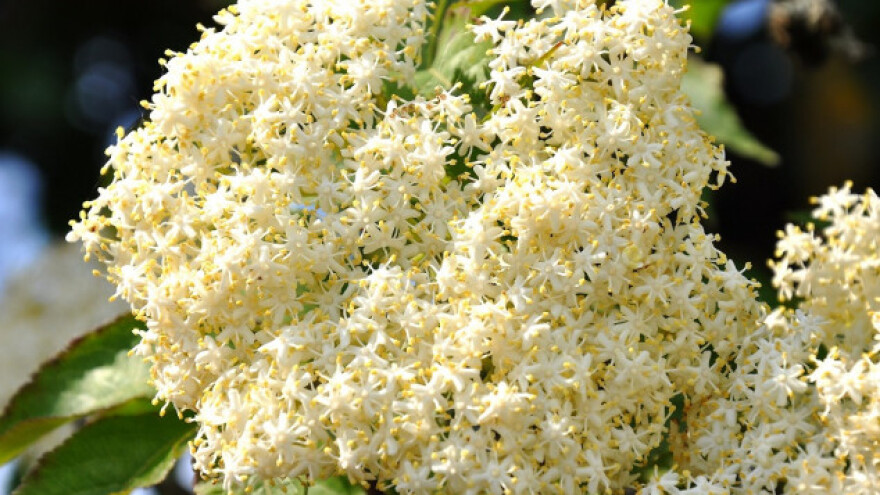 Bazga: Pomaže kod alergija, ali i mršavljenja