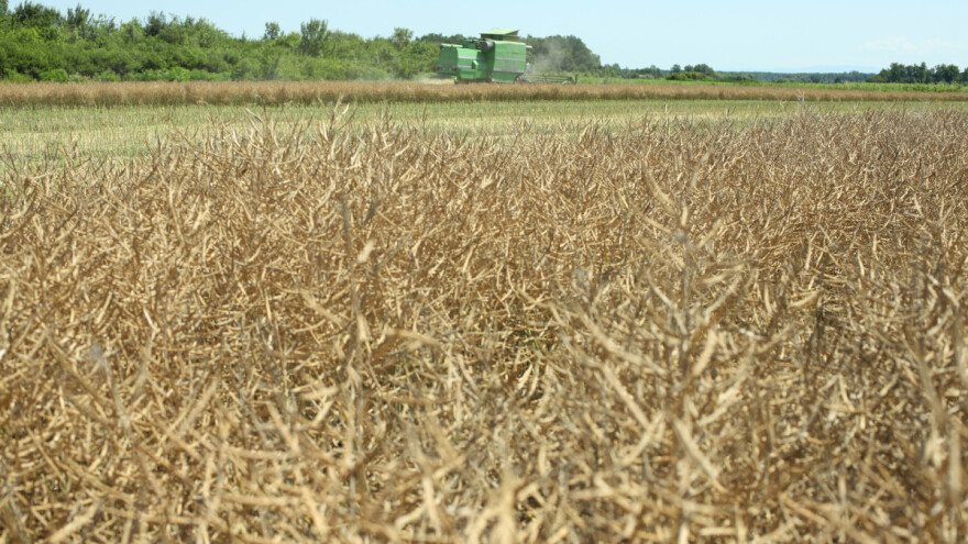 Novi sistemik u uljanoj repici: Brzo i učinkovito proljetno "čišćenje" korova