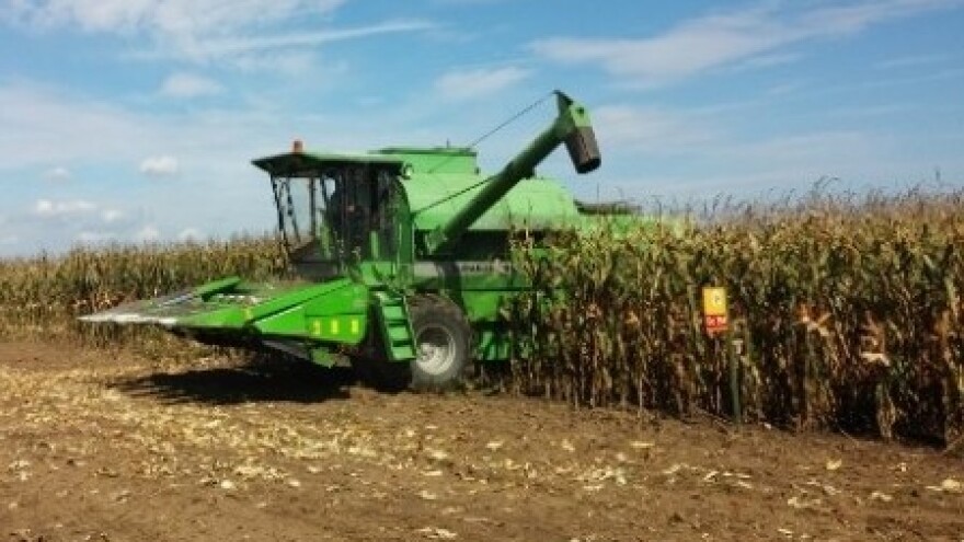 BC kukuruzi i ove godine uspješni