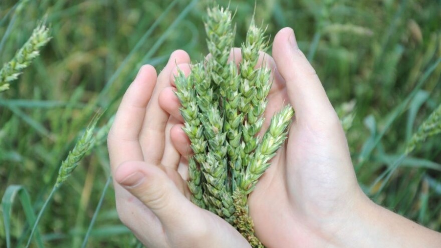 Poziv na Dan polja  strnih žita BC Hibrida!