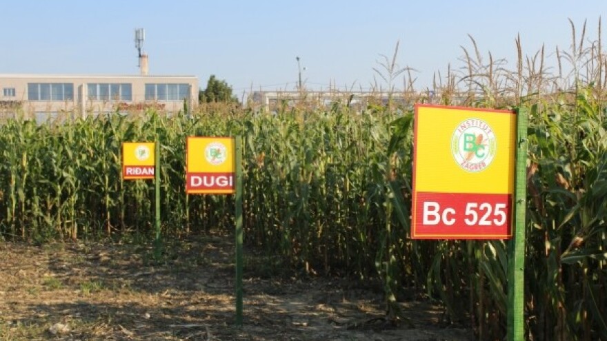 Prestižna nagrada za Bc hibride kukuruza