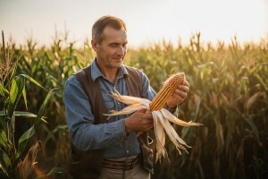 BC kukuruzi i ove godine uspješni