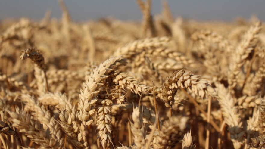 Vrhunski urodi i kvaliteta Bc sorata pšenice!