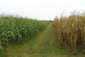 Kasni, naknadni i postrni rokovi sjetve kukuruza
