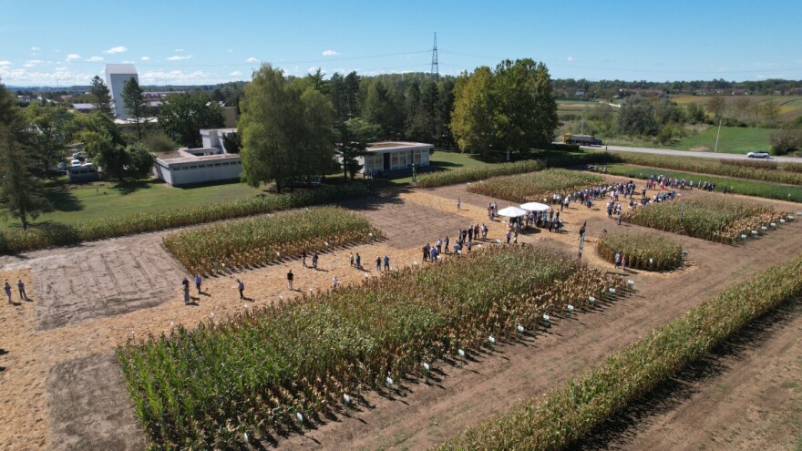 Bili smo na Danu polja BC hibrida kukuruza i suncokreta te sorti soje - krenite u raniju sjetvu