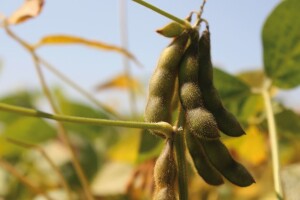 Bc Institut osvaja tržište uljarica s BEZ GMO sjemenom soje domaće proizvodnje