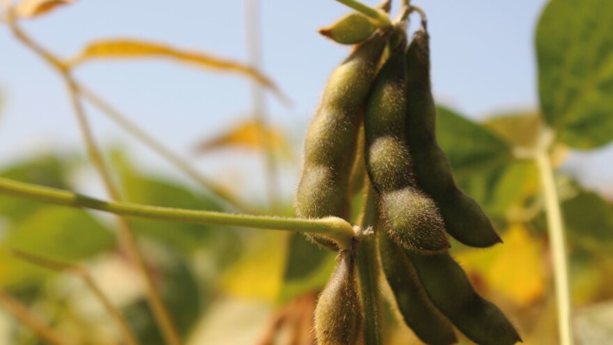 Bc Institut osvaja tržište uljarica s BEZ GMO sjemenom soje domaće proizvodnje