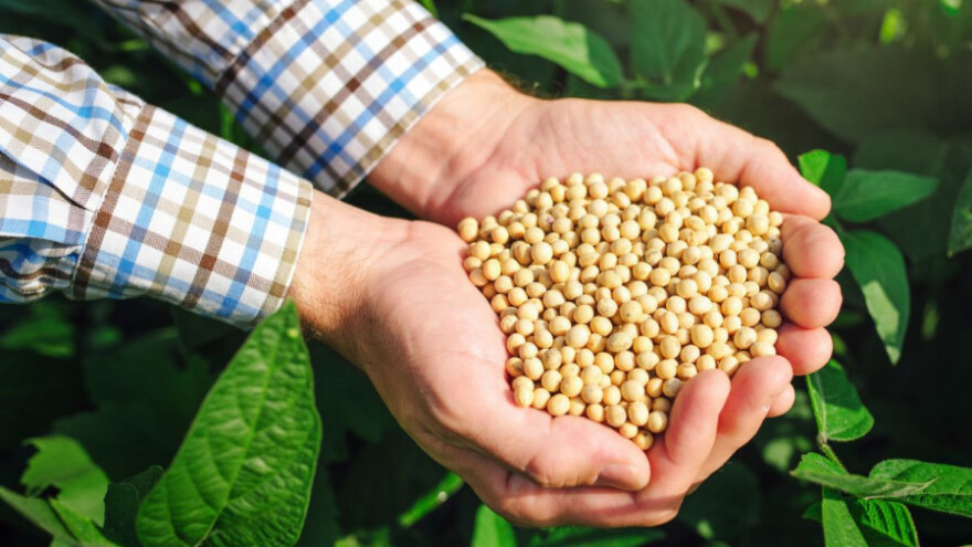 Nove sorte soje u novom Bc katalogu uljarica!