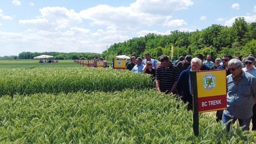 Dan polja: Sortiment žitarica Bc Instituta dokazao kvalitetu, žetva će biti rekordna