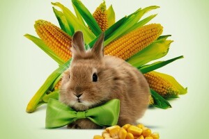 Uskrsna akcija na Bc hibride kukuruza!