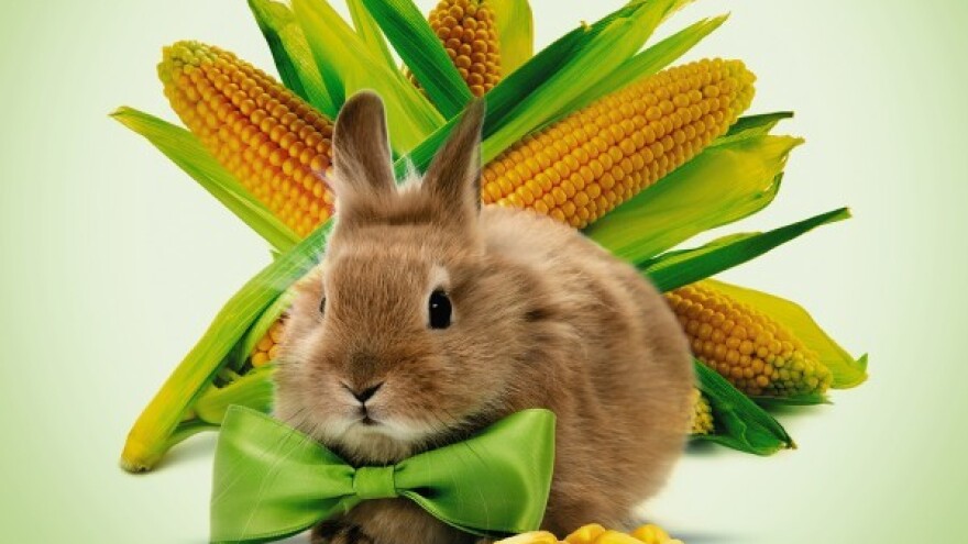 Uskrsna akcija na Bc hibride kukuruza!