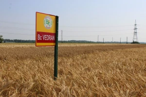 Sjemenski usjevi ječma - Od Baruna i Casanove do Lukasa i Vedrana