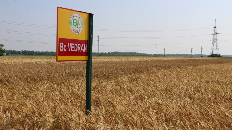 Sjemenski usjevi ječma - Od Baruna i Casanove do Lukasa i Vedrana