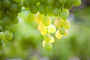 Vinova loza - Zaštita prije i nakon cvatnje