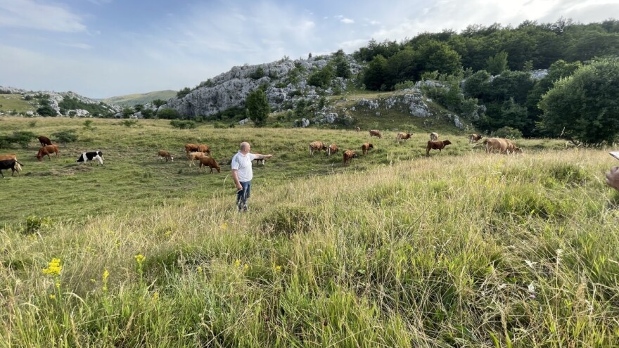 Udruga Hrvatski krški pašnjaci: Ministarstvo poljoprivrede i Hrvatske šume čine štetu državi