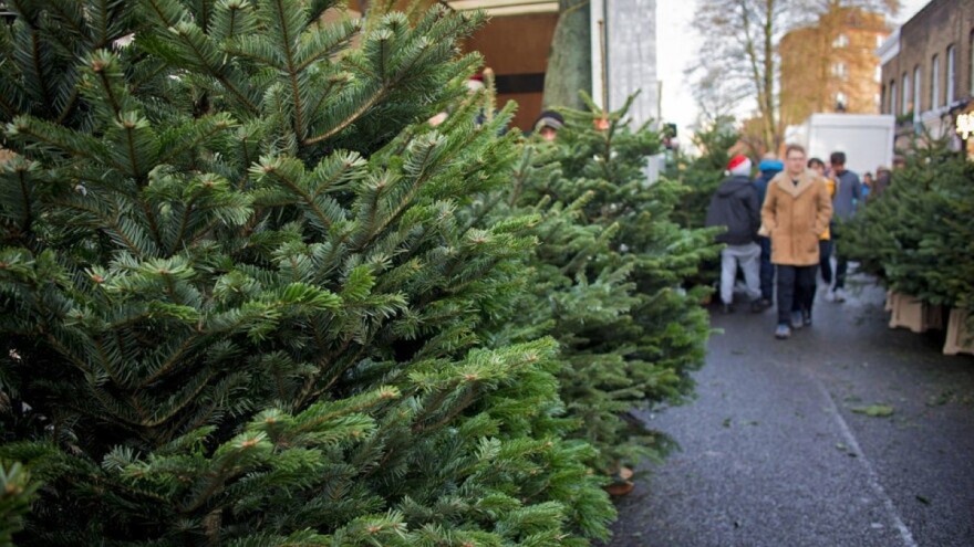 Božićna drvca u Londonu unajmljuju na tri tjedna
