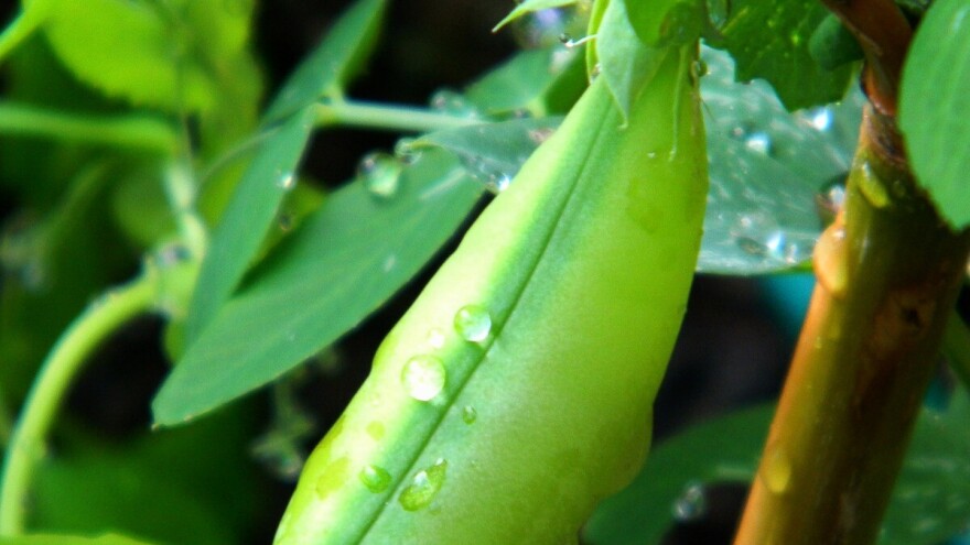 Čekaju nas ekstremno vlažni uslovi ove sedmice