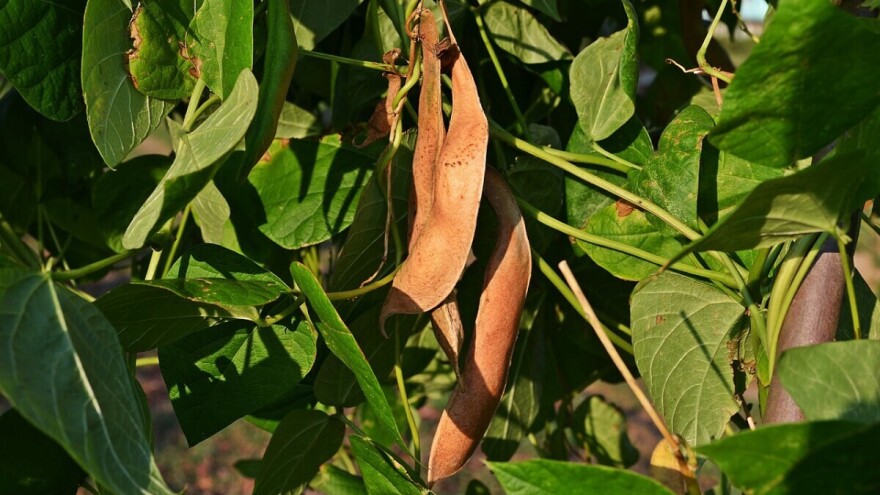 Kako posijati i uzgajati grah