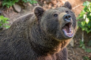Čekao divljač na njivi, napao ga medvjed i otkinuo mu stopalo i dio potkoljenice