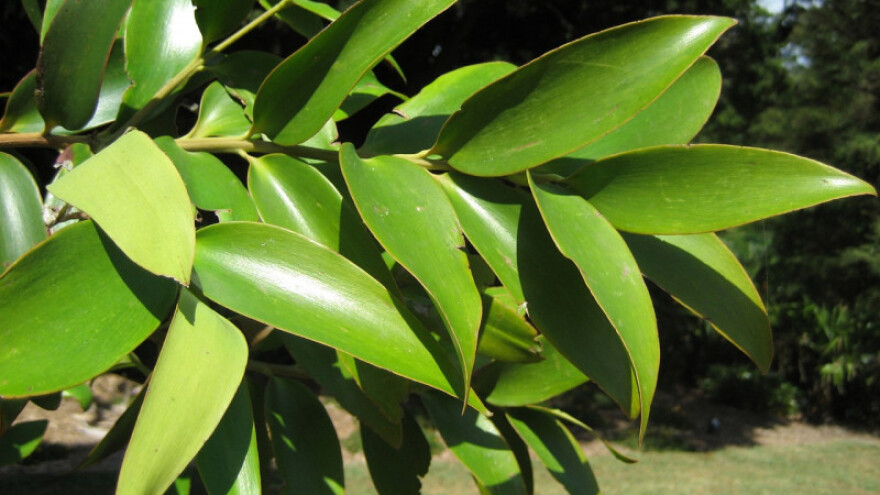 Četvrta prilika Novozelandskog vladara