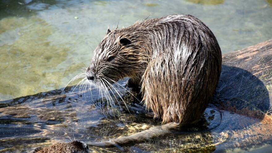 Prenamonoženost dabrova opasnost za usjeve - ustremili se na voćnjake?