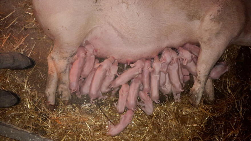 Krmača oprasila 25 prasadi, vlasnik kaže - bilo je i slučajeva s više