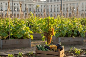 Beč - izvor kulture, vina, krastavaca i patlidžana